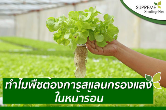 BLOG2 – กล้วยไกม้