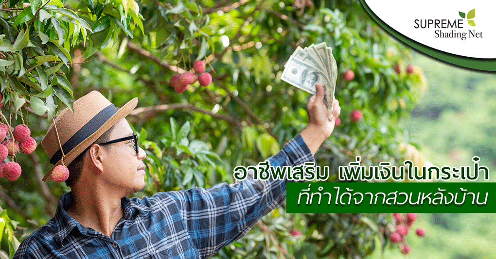 ปลูกผัก---ทำสวน---อาชีพเสริม---รายได้เสริม---สแลน---ต้นไม้โตเร็ว--supreme---shadingnet