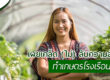 สแลนลามิเนต 30% (GREENHOUSE FILM 220)