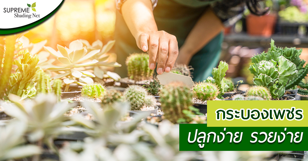 SUPREME-SHADE-NET---กระบองเพชร---อาชีพเสริม---รายได้เสริม