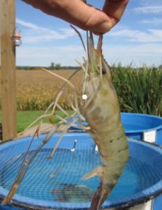ฟาร์มกุ้ง---สแลน---shade net