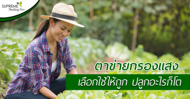 SUPREME SHADING NET---ตาข่ายกรองแสง